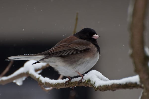 pikes pines capitol hill s christmas bird count chs pikes pines capitol hill s christmas bird count chs