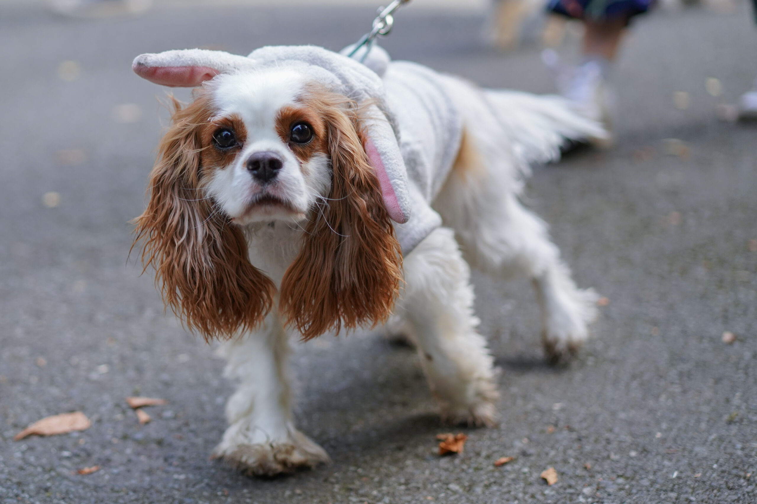 Seattle Puppies Craigslistlola Bunny R34 Gif - uop0jkn