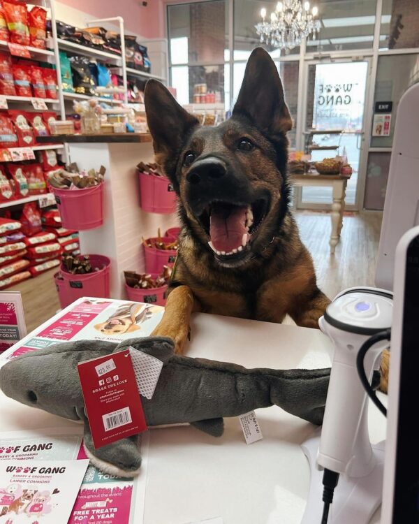 ‘Luxury spa services, gourmet treats and premium pet nutrition’ — Woof